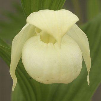 礼文アツモリソウ フラスコ出し2作株 Cypripedium002 003 岩崎園芸ネットストア Yahoo店 通販 Yahoo ショッピング