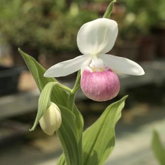 山野草　希少　キバナノアツモリソウ　花2芽株 山野草希少キバナノアツモリソウ花2芽株