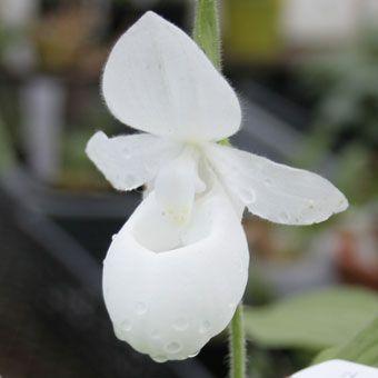 レギナエ・アルバ 花1芽株