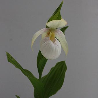 ファスキオラーツム×マクランサス　アルバ花2芽葉1芽株(13750円)