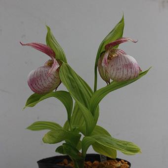 マクランサス×ファスキオラーツム花2芽葉1芽株(15428円)