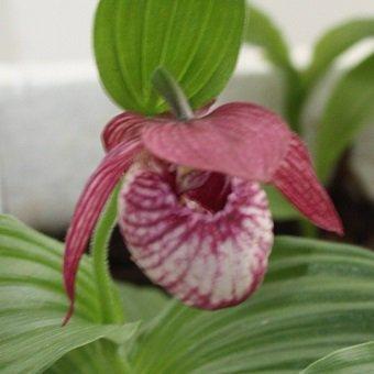 マクランサス×ファスキオラーツム花2芽葉1芽株 