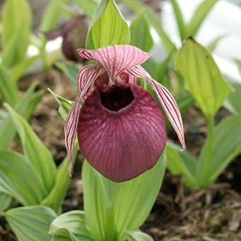 アツモリソウ交配 「ヘンリック」花1芽株 : 岩崎園芸ネットストア