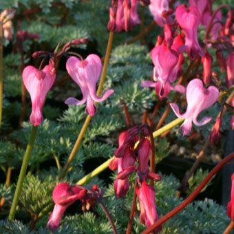 四季咲きコマクサ : 岩崎園芸ネットストア Yahoo店 - 通販 - Yahoo