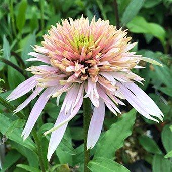 まらぎ様　確認用　エキナセア　チェリーフラフ エキナセア「チェリーフラフ」 : 岩崎園芸ネットストア Yahoo店 - 通販