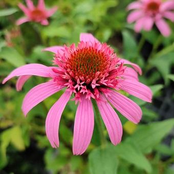R)エキナセア「ピンクダブルデライト」 : 岩崎園芸ネットストア Yahoo