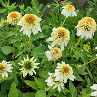 エキナセア「ミルクシェイク」4寸ポット苗 : 岩崎園芸ネットストア