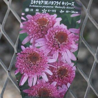 エキナセア「バタフライキッシーズ」4寸ポット苗 : 岩崎園芸ネット