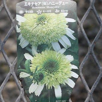 エキナセア「ハニーデュー」4寸ポット苗 : 岩崎園芸ネットストア Yahoo 
