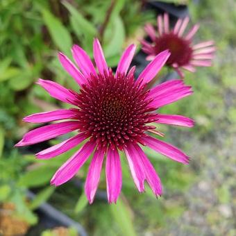 エキナセア「ブルーベリーチーズケーキ」3.5〜4寸ポット苗 : 岩崎園芸