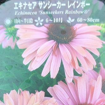 エキナセア「サンシーカー レインボー」 3.5〜4寸ポット苗 : 岩崎園芸