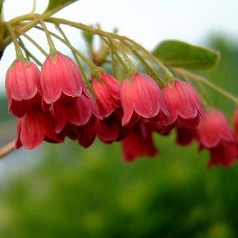 ベニサラサドウダン3寸苗 Enkianthus001 岩崎園芸ネットストア Yahoo店 通販 Yahoo ショッピング