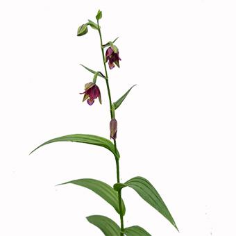 カキラン「加賀の緋」3寸~3.5寸苗 : 岩崎園芸ネットストア Yahoo店