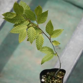 ブナ : 岩崎園芸ネットストア Yahoo店 - 通販 - Yahoo!ショッピング