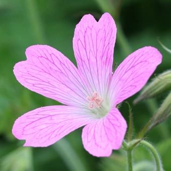 ゲラニウム ワーグラーベピンク Geranium008 岩崎園芸ネットストア Yahoo店 通販 Yahoo ショッピング