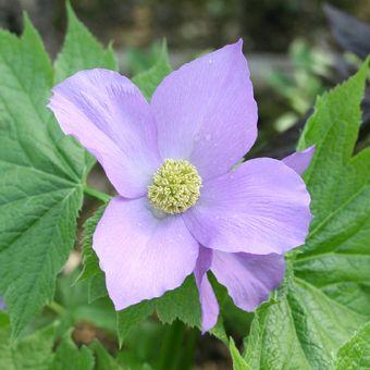 山野草 濃色八重咲き シラネアオイ 種子50個覆土済み シラネアオイ