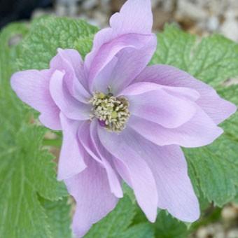 山野草　濃色八重咲きシラネアオイ　実生４年3個とコジマエンレイソウ２個のセット シラネアオイ【八重濃色】入荷致しました。 しかし、、、 不要不