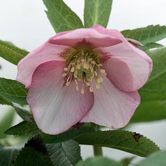 クリスマスローズ (シングル/ピンク系)3.5〜4寸苗 : 岩崎園芸ネット