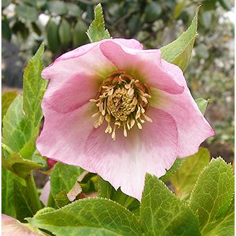 rさん様ご購入苗㉕-44㉕-127㉕-130クリスマスローズ クリスマスローズ (シングル/ピンク系)3.5〜4寸苗 : 岩崎園芸