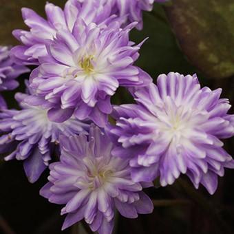 針千本 千重咲き Hepatica117 岩崎園芸ネットストア Yahoo店 通販 Yahoo ショッピング