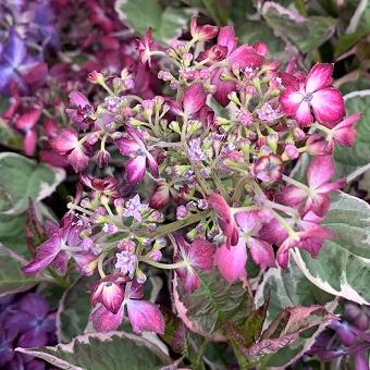 c*7様 山野草　斑入りヤマアジサイ　御殿場錦 楽天市場】予約販売 山アジサイ 御殿場錦 9cmポット 品種登録