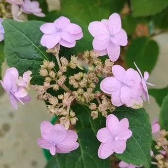 ヤマアジサイ「坊ヶ鶴の華」 : 岩崎園芸ネットストア Yahoo店 - 通販