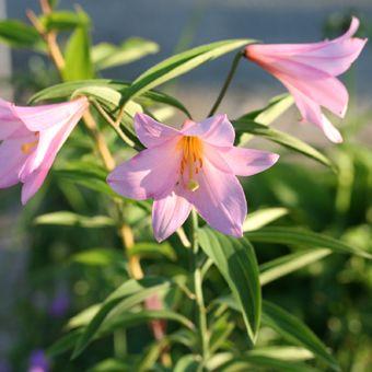 高級 ヒメサユリ Witravel It