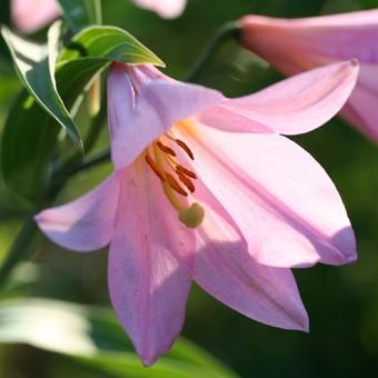 山野草・トサヒメユリ苗！画像の今期開花苗お届け。購入確認用❗ユリ苗 ヒメサユリ : 岩崎園芸ネットストア Yahoo店 - 通販 - Yahoo!ショッピング
