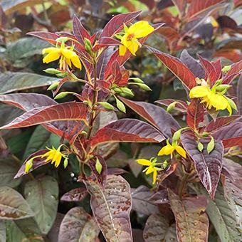 リシマキア ファイヤークラッカー3寸longPOT苗 : 岩崎園芸ネットストア