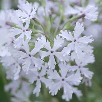 日本桜草「白蜻蛉」 : 岩崎園芸ネットストア Yahoo店 - 通販 - Yahoo