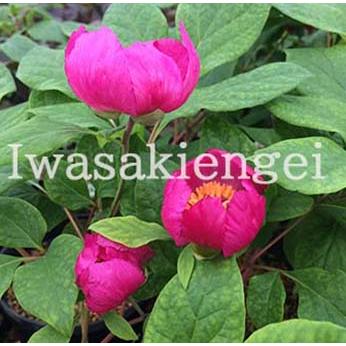 紅花ヤマシャクヤク 「火の鳥」5寸ポット苗開花二芽株 : 岩崎園芸