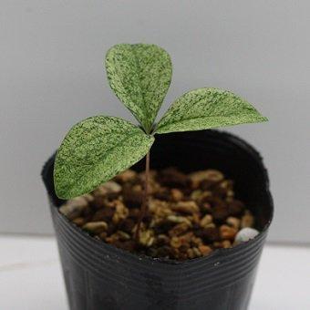 北海道産紅花ヤマシャクヤク散り斑実生二年生苗 : 岩崎園芸ネット