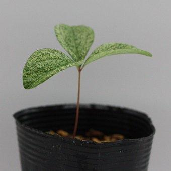 北海道産紅花ヤマシャクヤク散り斑実生二年生苗 : 岩崎園芸ネット