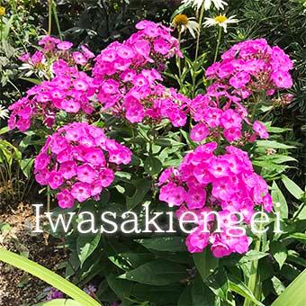 フロックス・フェイマスライトパープル3寸苗 : 岩崎園芸ネットストア