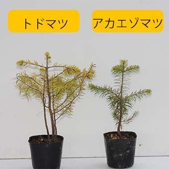 蝦夷トドマツ 苗木　1.4メートル　鉢付き トドマツ : 岩崎園芸ネットストア Yahoo店 - 通販 - Yahoo!ショッピング