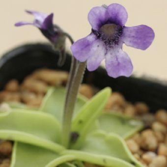 ムシトリスミレ Pinguicula001 岩崎園芸ネットストア Yahoo店 通販 Yahoo ショッピング