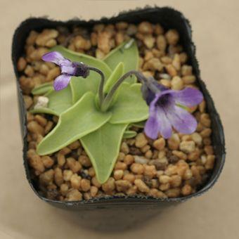 ムシトリスミレ Pinguicula001 岩崎園芸ネットストア Yahoo店 通販 Yahoo ショッピング