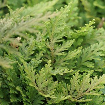 黄金シダ : 岩崎園芸ネットストア Yahoo店 - 通販 - Yahoo!ショッピング