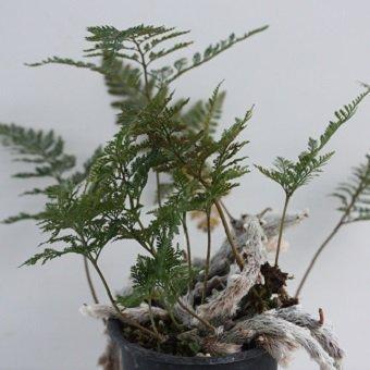 シダ苗 ] 鬼トキワシノブプラ丸鉢4寸 : 岩崎園芸ネットストア Yahoo店