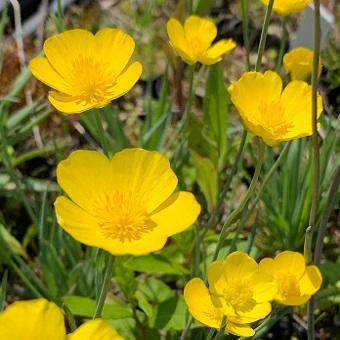 細葉キンポウゲ Ranunculus012 岩崎園芸ネットストア Yahoo店 通販 Yahoo ショッピング