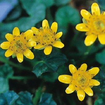 ヒメリュウキンカ クイレット Ranunculus018 岩崎園芸ネットストア Yahoo店 通販 Yahoo ショッピング