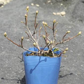 タンナゲンカイツツジ/白花/希少種【現品発送】管理80218 白花タンナゲンカイツツジ 2.5寸苗 : 岩崎園芸ネットストア Yahoo店
