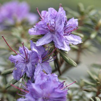 ロードデンドロン ファスティギアツム Rhododendron012 岩崎園芸ネットストア Yahoo店 通販 Yahoo ショッピング