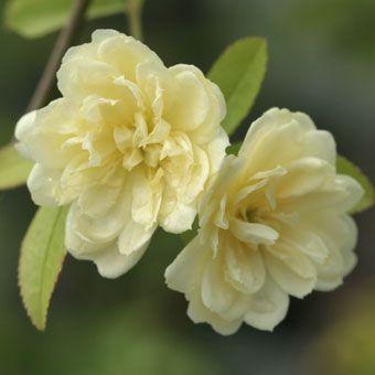 モッコウバラ Rosa006 岩崎園芸ネットストア Yahoo店 通販 Yahoo ショッピング