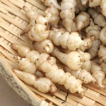 チョロギ 3.5寸ポット : 岩崎園芸ネットストア Yahoo店 - 通販 - Yahoo