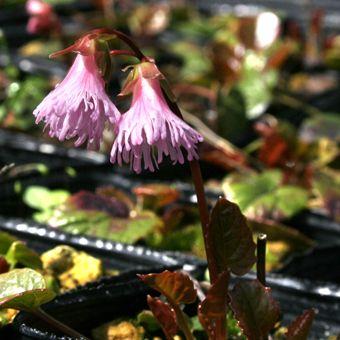 イワカガミ Schizocodon001 岩崎園芸ネットストア Yahoo店 通販 Yahoo ショッピング