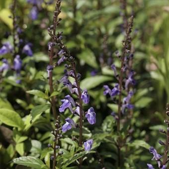 オオタツナミソウ Scutellaria005 岩崎園芸ネットストア Yahoo店 通販 Yahoo ショッピング