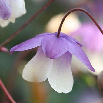 二色風鈴オダマキ Semiaquilegia003 岩崎園芸ネットストア Yahoo店 通販 Yahoo ショッピング