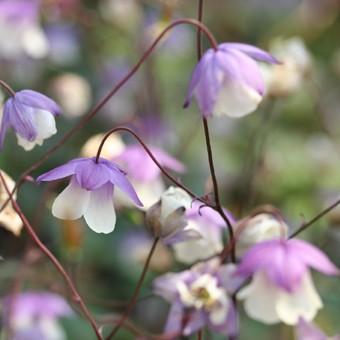 二色風鈴オダマキ Semiaquilegia003 岩崎園芸ネットストア Yahoo店 通販 Yahoo ショッピング