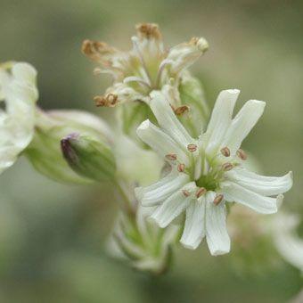 スガワラビランジ Silene007 岩崎園芸ネットストア Yahoo店 通販 Yahoo ショッピング